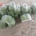 扁豆，绿扁豆，大量精品上市中