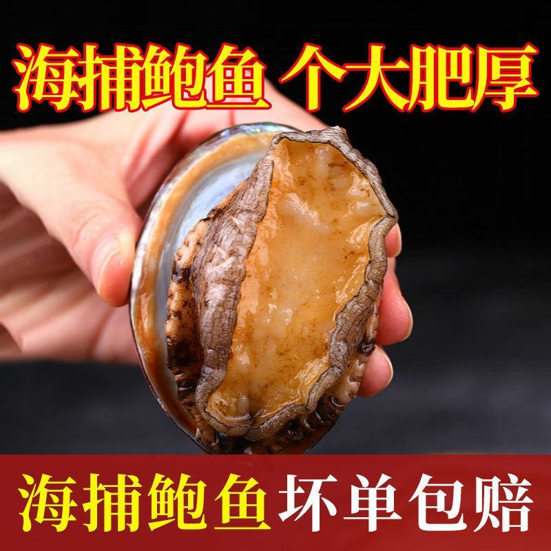 新鲜冷冻鲍鱼鲜活速冻原壳袋装海鲜鲍鱼水产特大鲍鱼