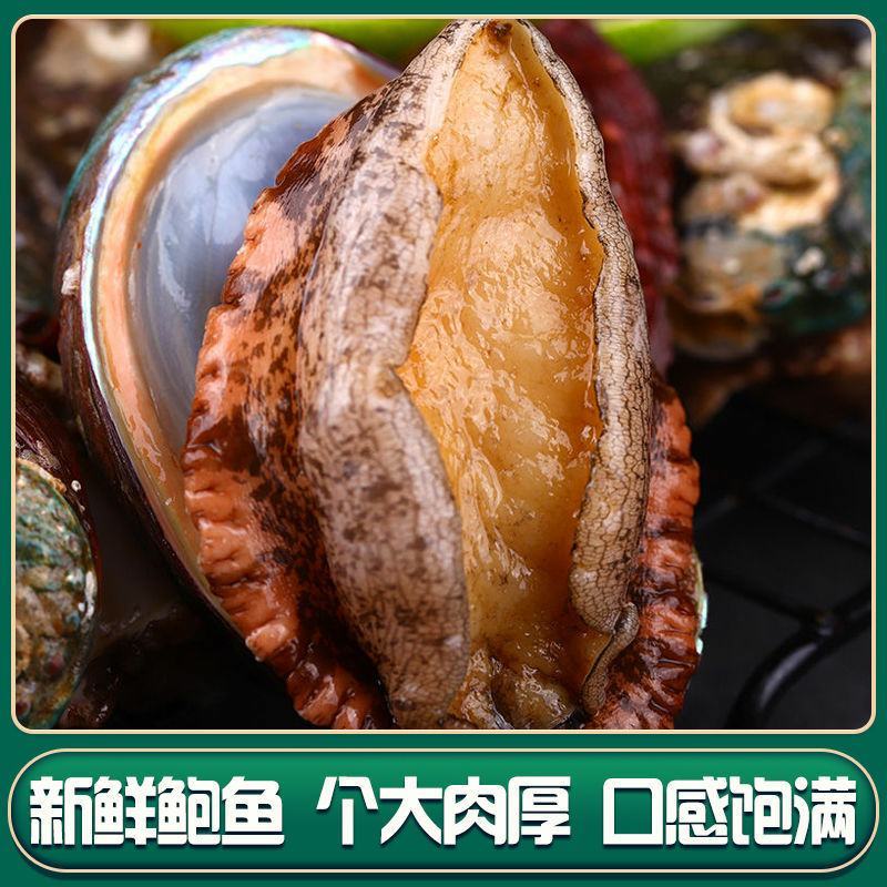 新鲜冷冻鲍鱼鲜活速冻原壳袋装海鲜鲍鱼水产特大鲍鱼