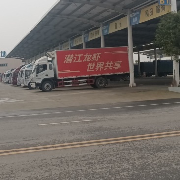 潜江虾谷姚胡子水产小龙虾黄鳝