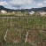 无人机植保打农药水稻小麦果树病虫害防治省时省事又省力