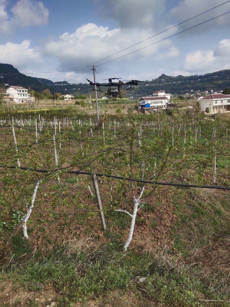 无人机植保打农药水稻小麦果树病虫害防治省时省事又省力