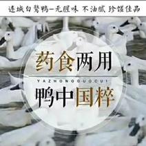 中国名鸭白鸭正宗的连城白鹜鸭含富硒的药用鸭子可杀好白条鸭