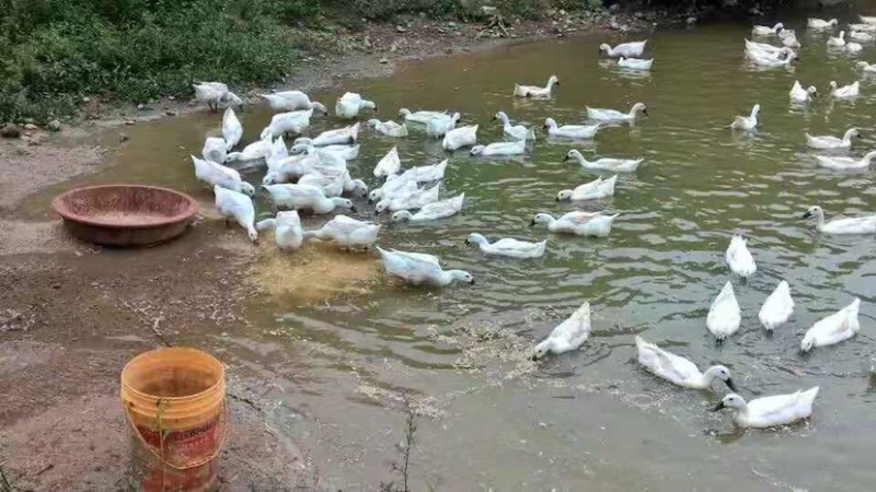 中国名鸭白鸭正宗的连城白鹜鸭含富硒的药用鸭子可杀好白条鸭