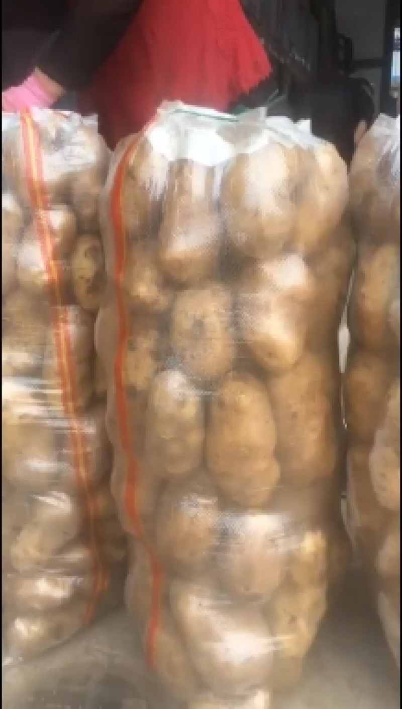 荷兰十五土豆黄皮黄心大量出库中质量保证可全国发货