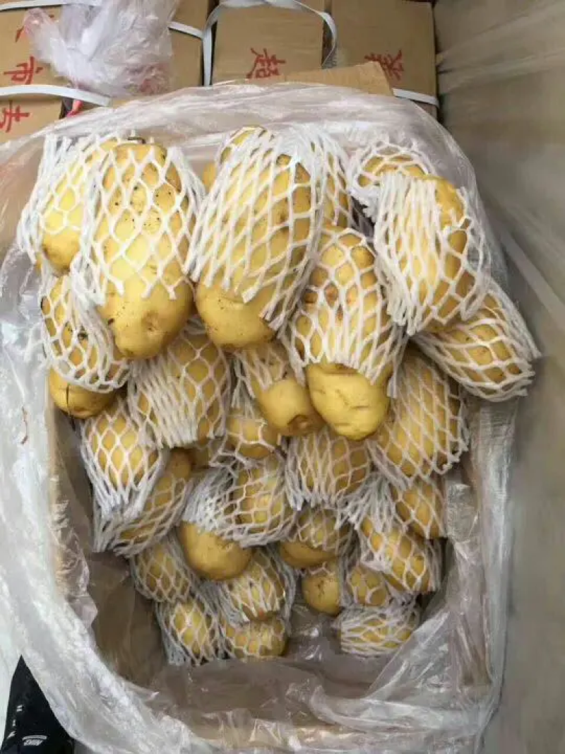 荷兰十五土豆黄皮黄心大量出库中质量保证可全国发货