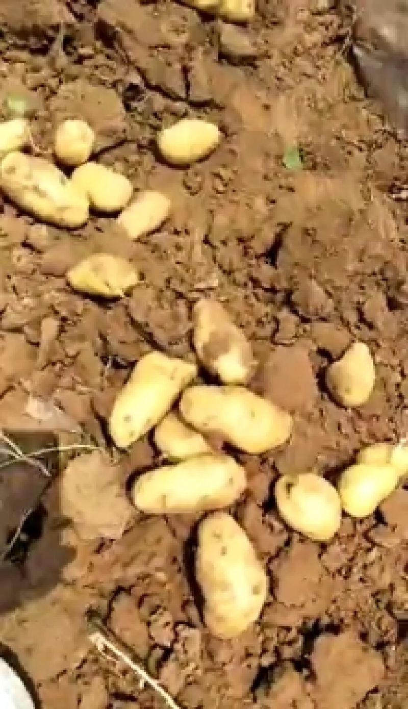 荷兰十五土豆黄皮黄心大量出库中质量保证可全国发货