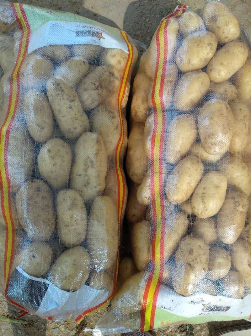 荷兰十五土豆黄皮黄心大量出库中质量保证可全国发货