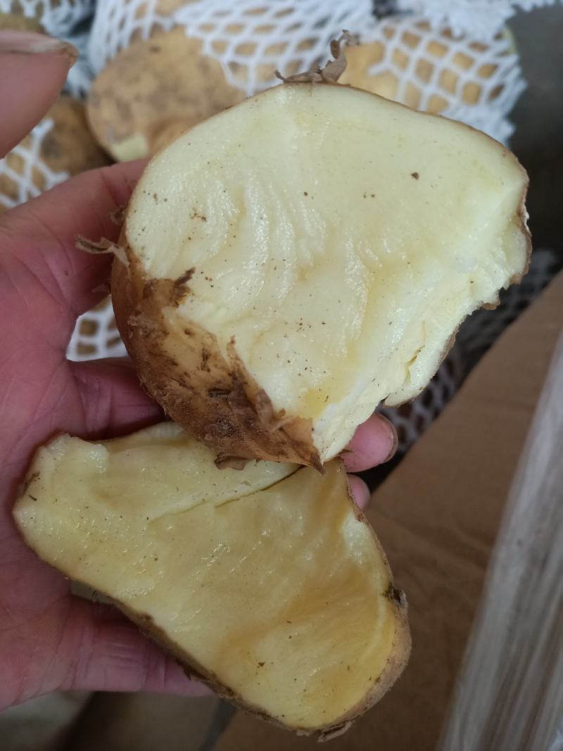 荷兰十五土豆黄皮黄心大量出库中质量保证可全国发货