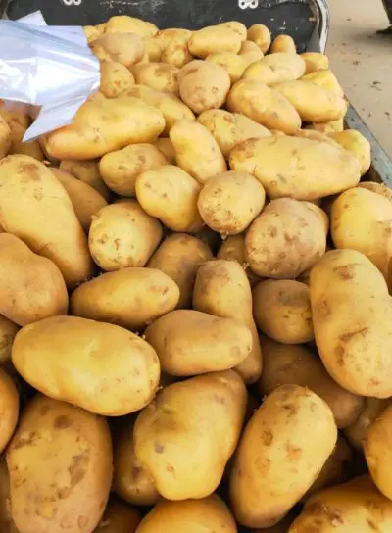 荷兰十五土豆黄皮黄心大量出库中质量保证可全国发货