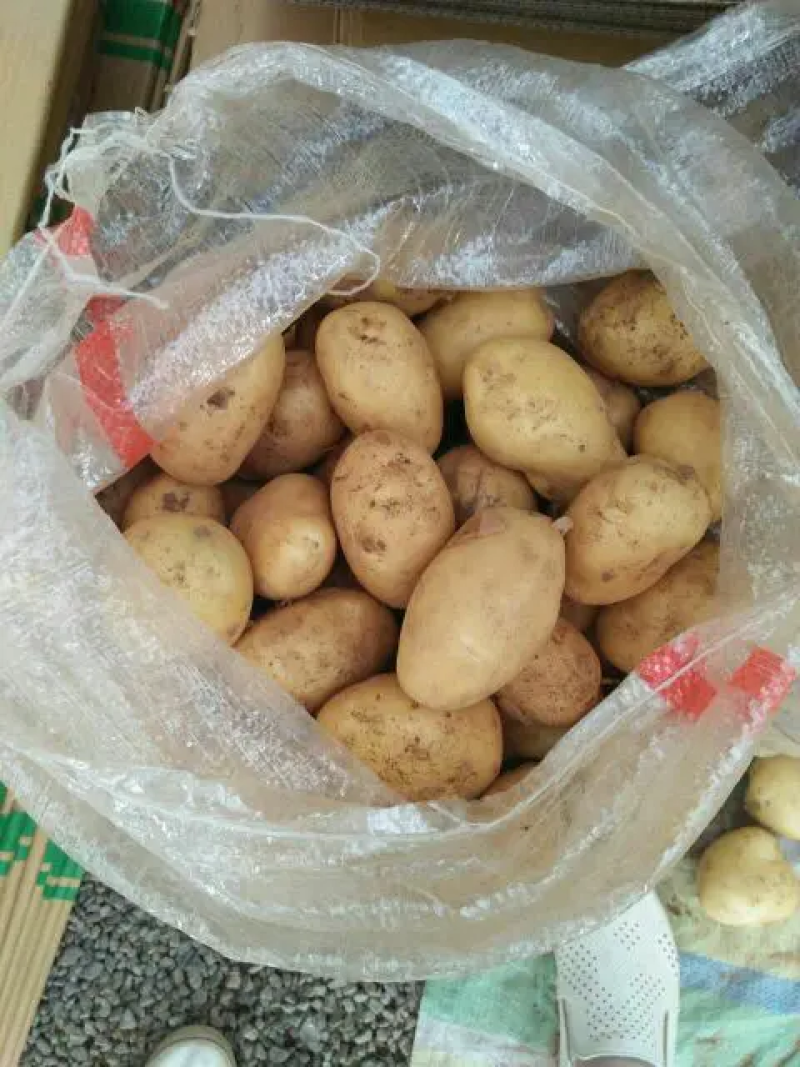 荷兰十五土豆黄皮黄心大量出库中质量保证可全国发货