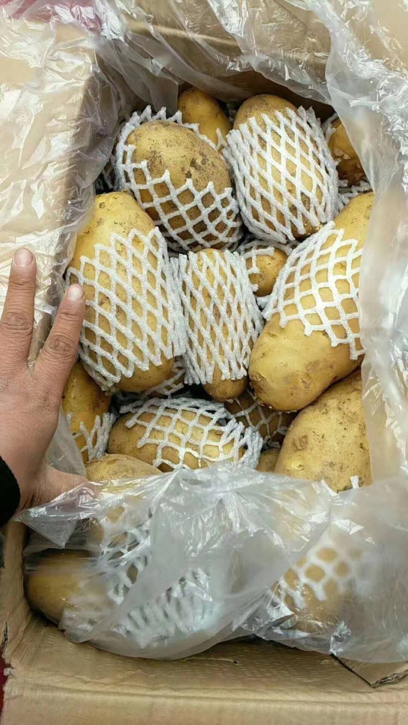 荷兰十五土豆黄皮黄心大量出库中质量保证可全国发货