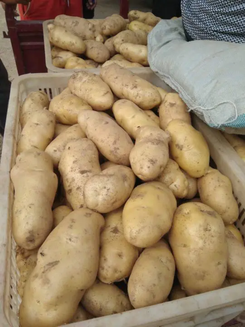 荷兰十五土豆黄皮黄心大量出库中质量保证可全国发货