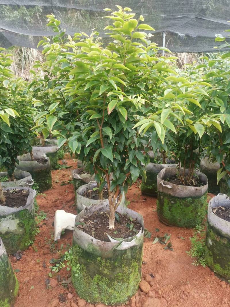 嘉宝果苗四季红妃沙巴艾斯卡福冈嘉宝果苗带杯发货包邮