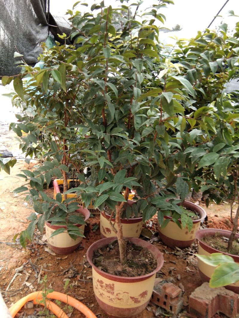 嘉宝果苗四季红妃沙巴艾斯卡福冈嘉宝果苗带杯发货包邮