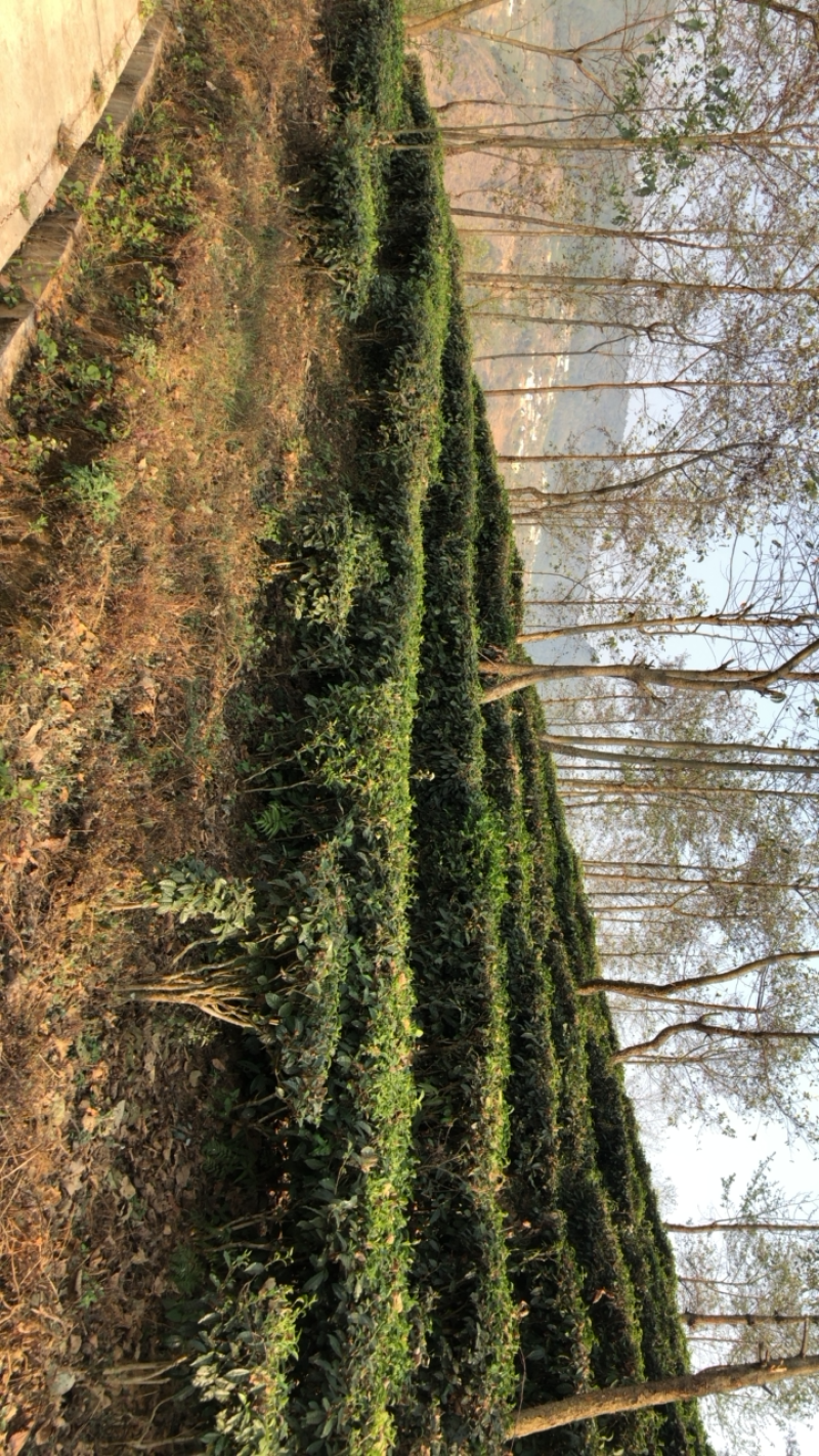 云南茶园找合作具体事宜到地谈