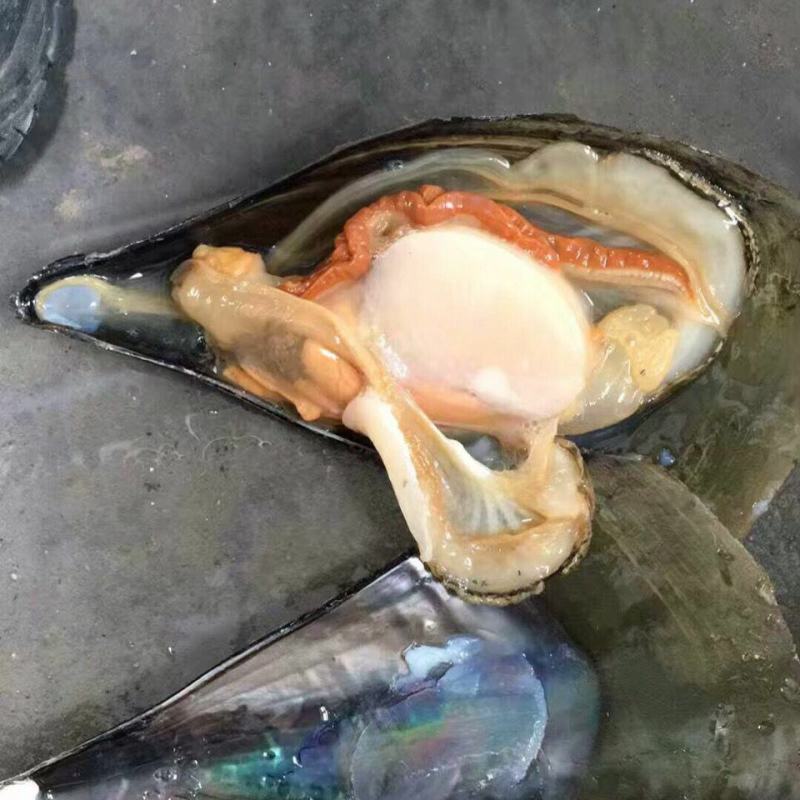 带子产地直销鲜活海鲜带子水产绿贝批发瑶柱带子肉