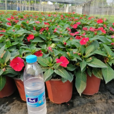 凤凰仙（室内小盆景，观赏性花卉）驱蚊排氧