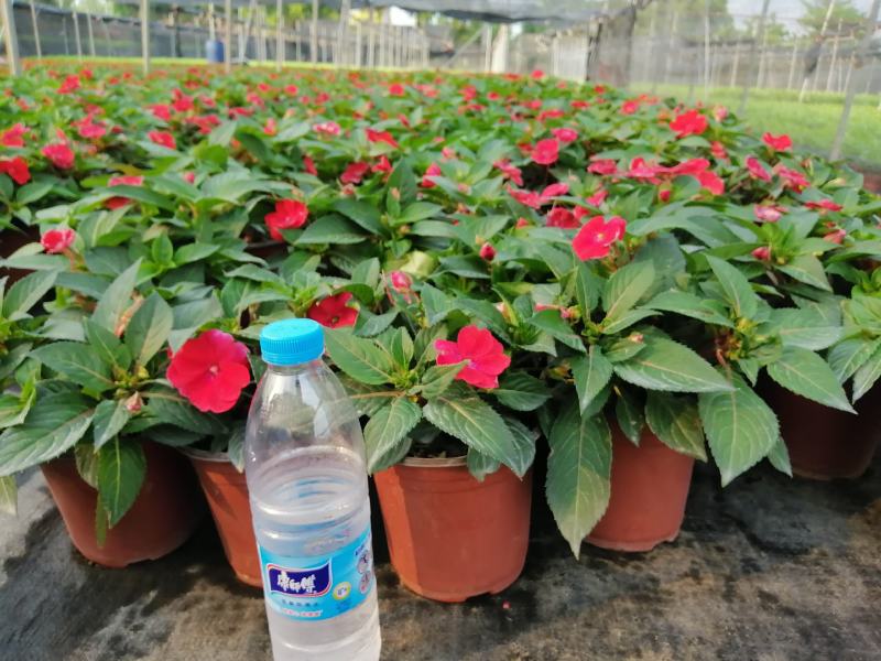 凤凰仙（室内小盆景，观赏性花卉）驱蚊排氧