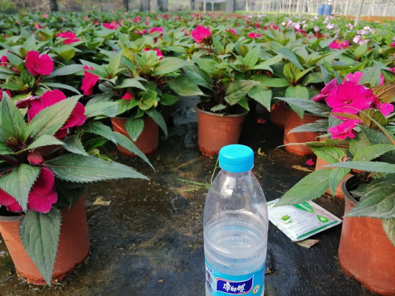 凤凰仙（室内小盆景，观赏性花卉）驱蚊排氧