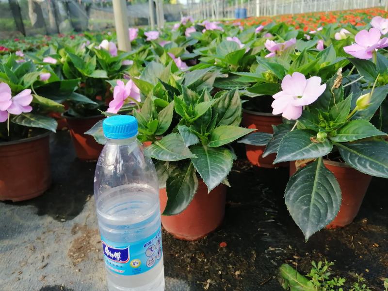 凤凰仙（室内小盆景，观赏性花卉）驱蚊排氧