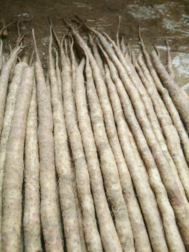 优质小白嘴山药大量上市量大价优欢迎咨询下单