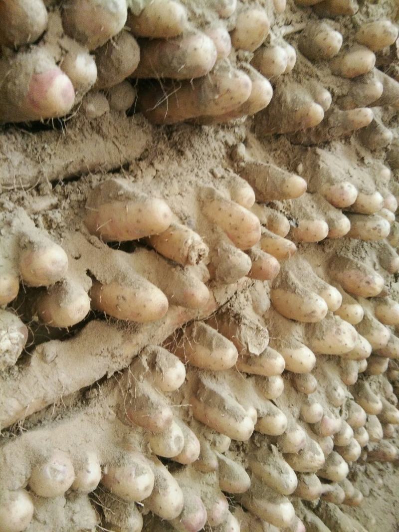 优质小白嘴山药大量上市量大价优欢迎咨询下单