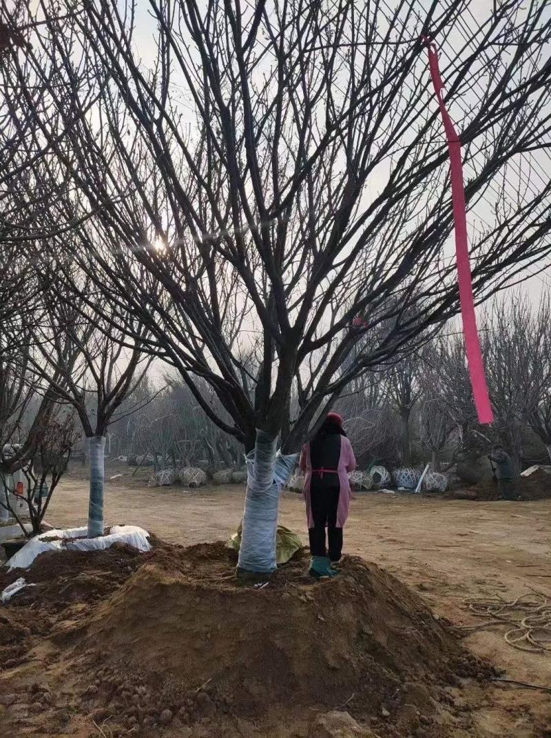 苗圃基地供应成年樱花树早樱晚樱4-16各种规格