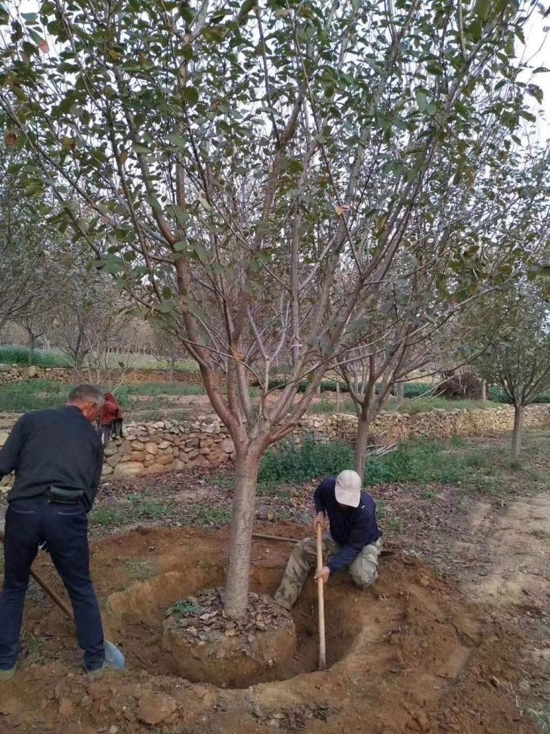 苗圃基地供应成年樱花树早樱晚樱4-16各种规格