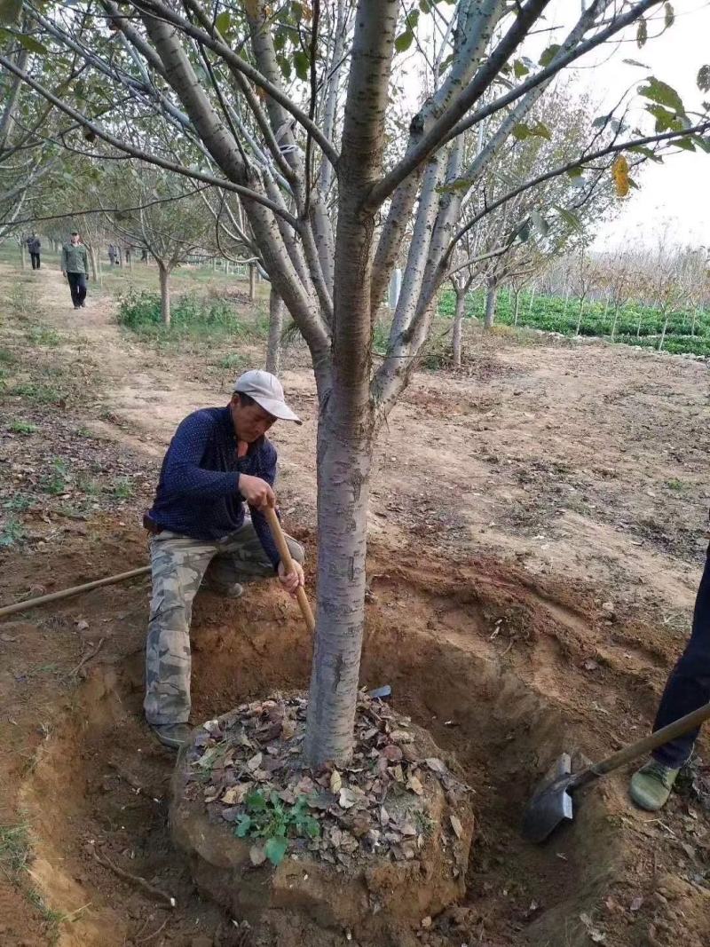 苗圃基地供应成年樱花树早樱晚樱4-16各种规格