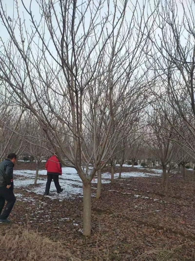 苗圃基地供应成年樱花树早樱晚樱4-16各种规格
