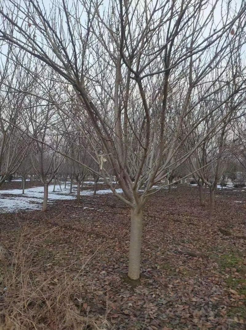 苗圃基地供应成年樱花树早樱晚樱4-16各种规格
