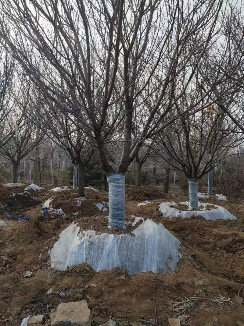 苗圃基地供应成年樱花树早樱晚樱4-16各种规格