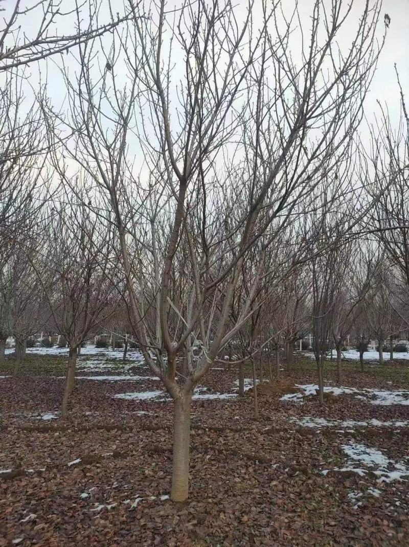 苗圃基地供应成年樱花树早樱晚樱4-16各种规格