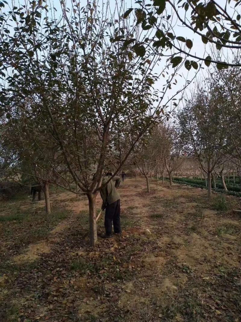 苗圃基地供应成年樱花树早樱晚樱4-16各种规格