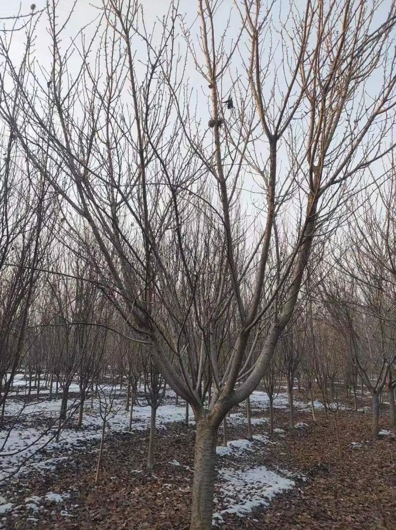 苗圃基地供应成年樱花树早樱晚樱4-16各种规格