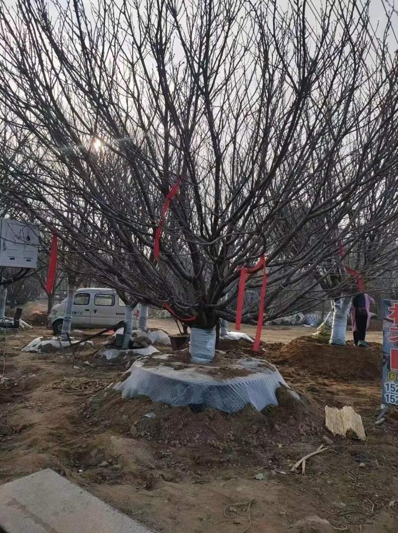 苗圃基地供应成年樱花树早樱晚樱4-16各种规格