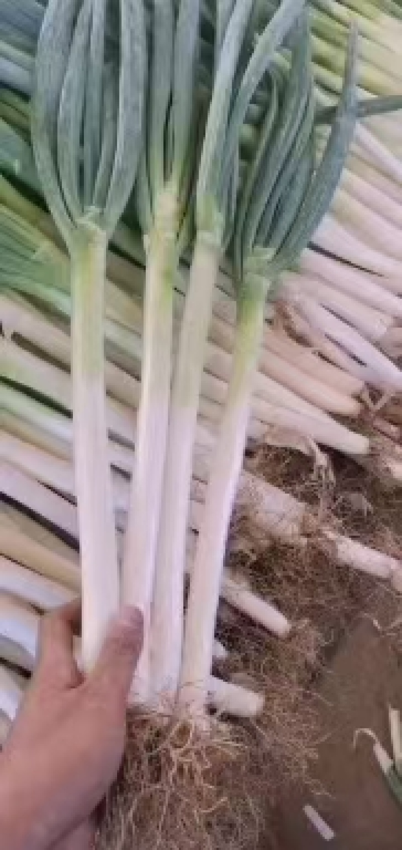 山东安丘铁杆大葱全国发货规格齐全质量保证