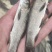 青丝黑鲩鱼苗，打过疫情抗病毒生长速度快，规格齐全质量保证