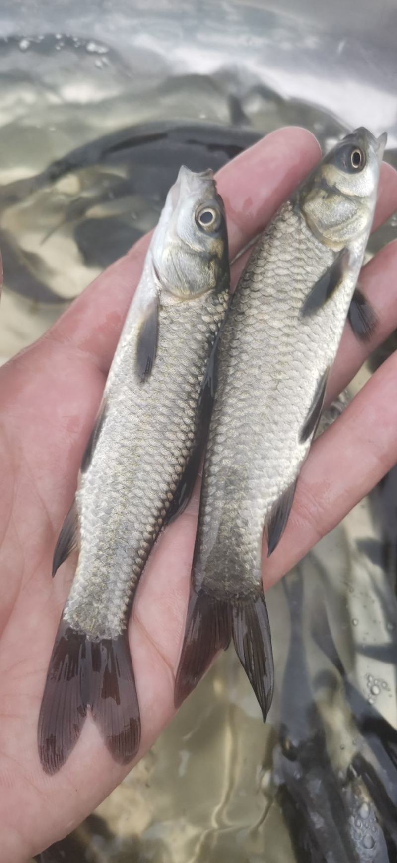 青丝黑鲩鱼苗，打过疫情抗病毒生长速度快，规格齐全质量保证