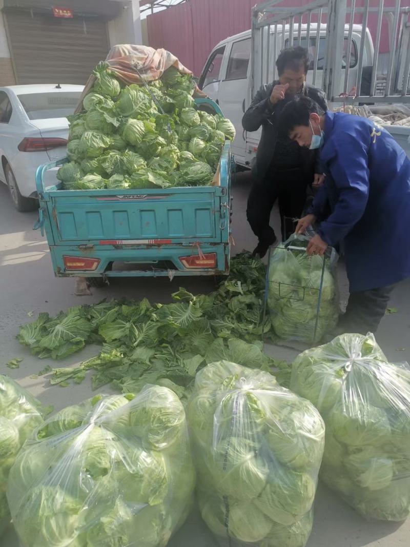 精品甘蓝圆包菜货源充足产地直发实力代办