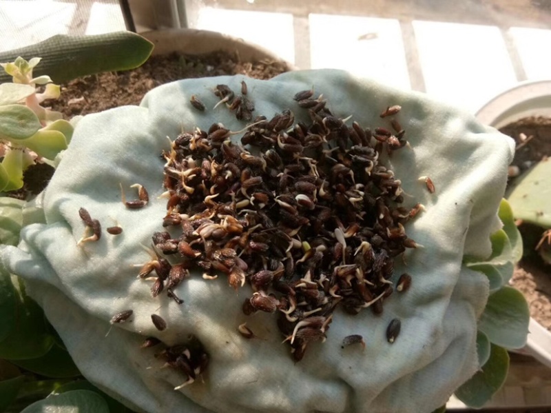 苍术种子免费提供种植技术芽率95可货到付款