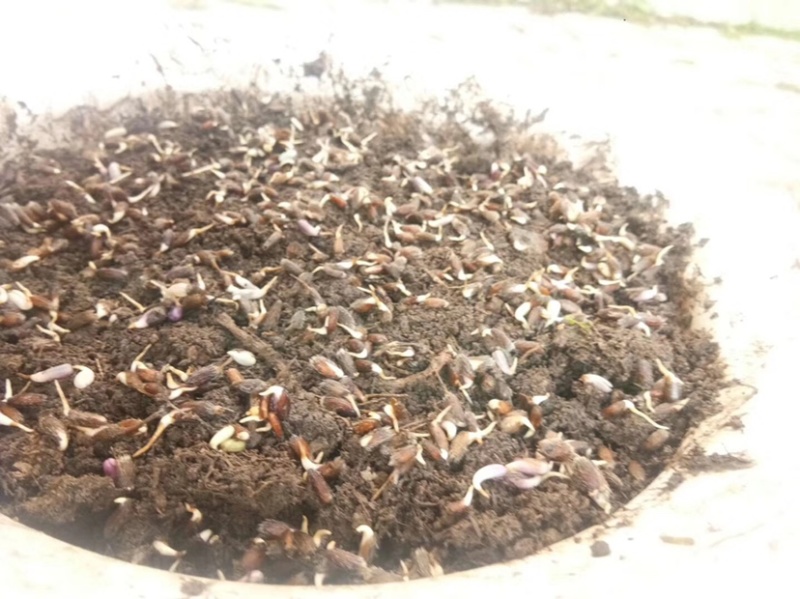 苍术种子免费提供种植技术芽率95可货到付款