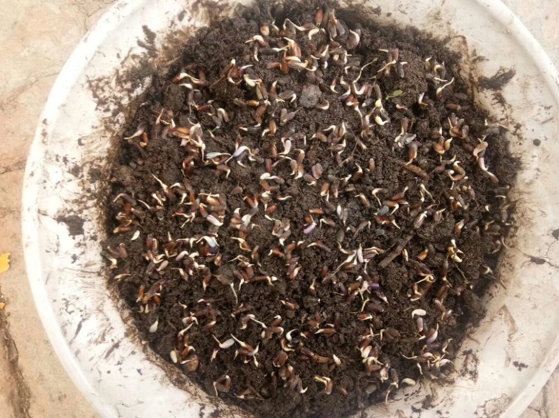 苍术种子免费提供种植技术芽率95可货到付款