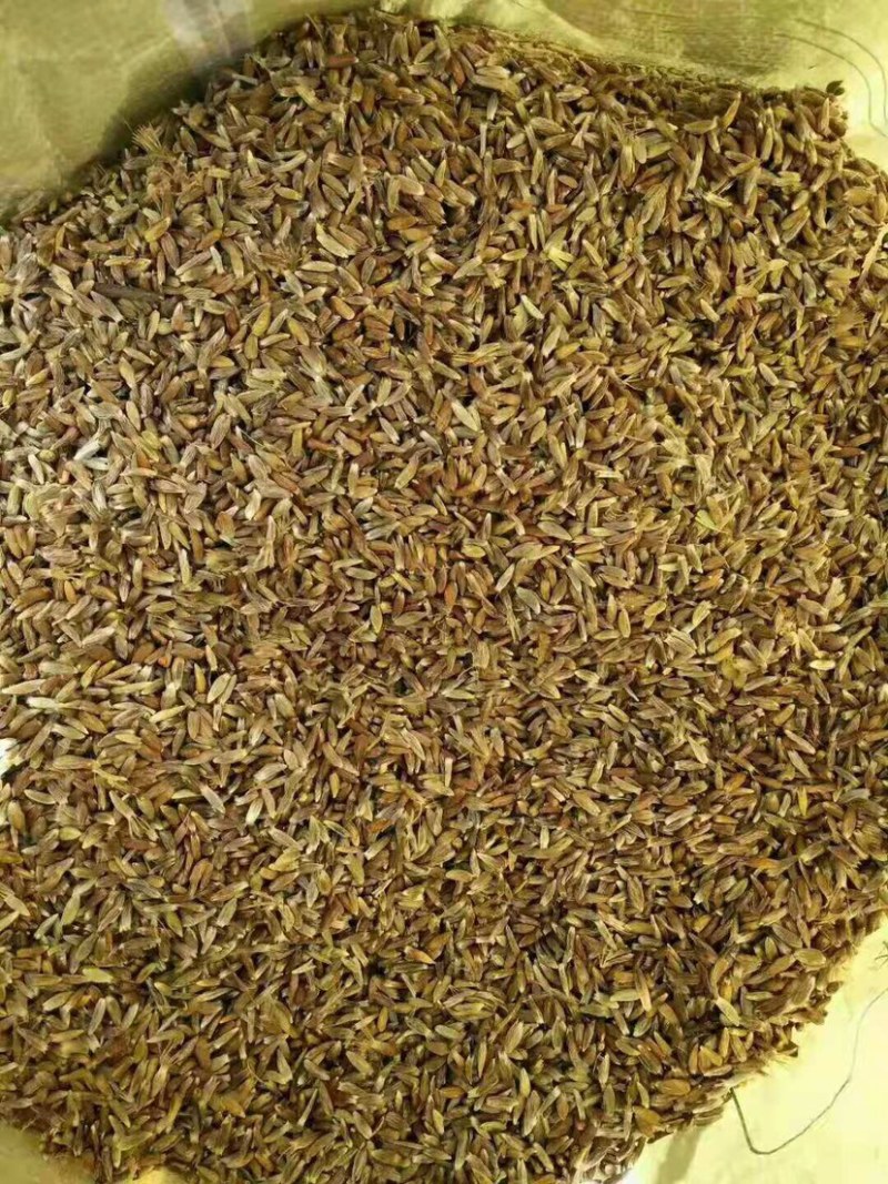 苍术种子免费提供种植技术芽率95可货到付款