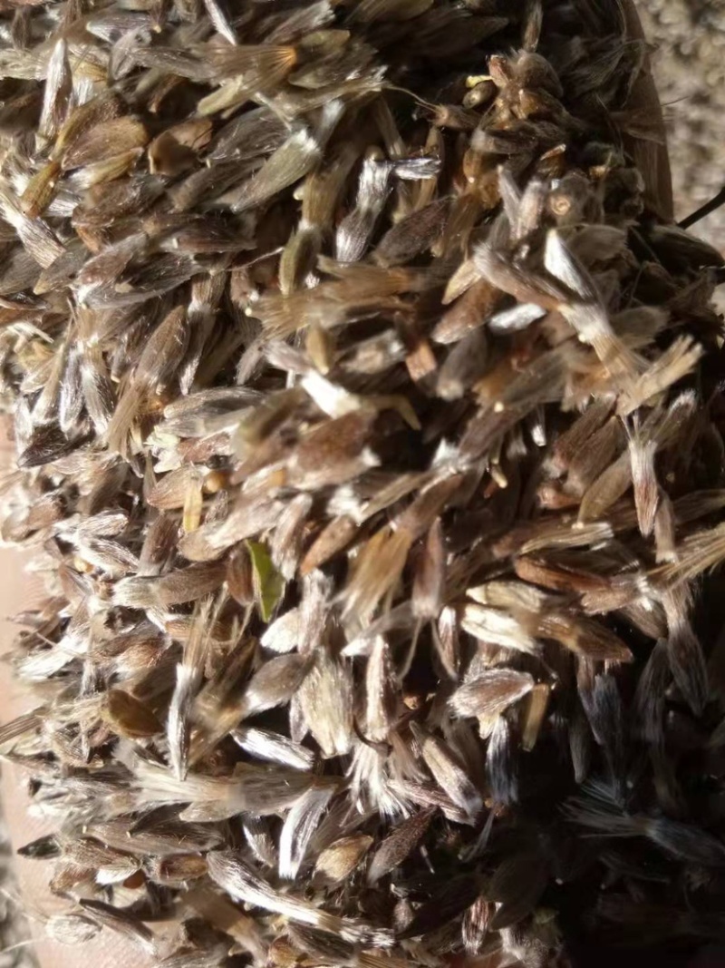 苍术种子免费提供种植技术芽率95可货到付款