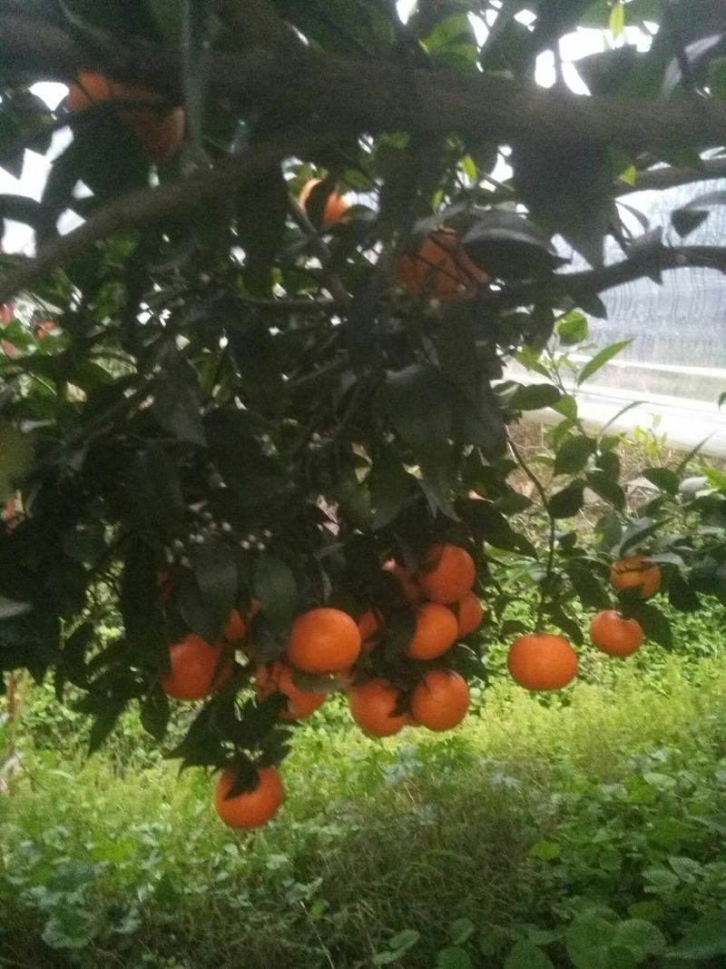 广西永福县优质沃柑现正销售中