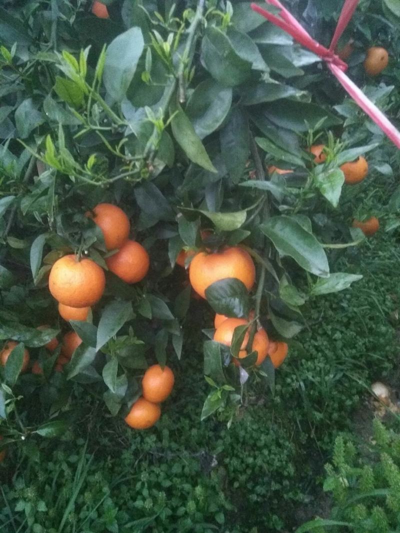广西永福县优质沃柑现正销售中
