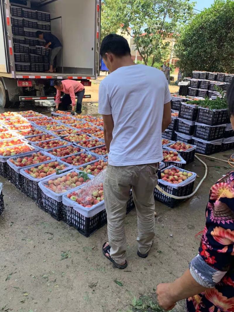 毛桃突围美翠霸王桃品种全市场货电商货日供万斤起
