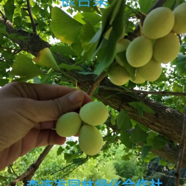 白果白果干果可食用白果种子批零皆免费发物流
